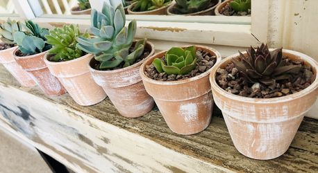 Adorable succulents