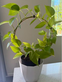 Indoor plant