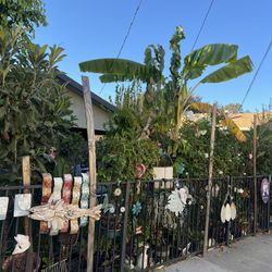 SALE Plants 11/21 To 11/24  From 2 Dlrs UP