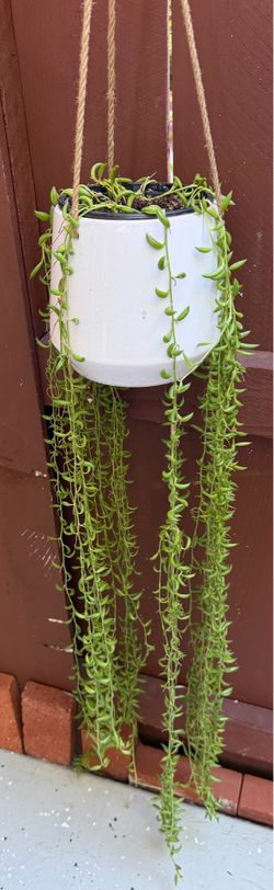 String of Bananas