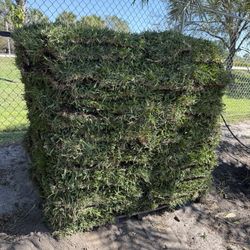 Full Pallets Of Grass Available