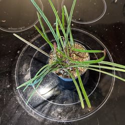 Hoya Insularis 4” Pot 