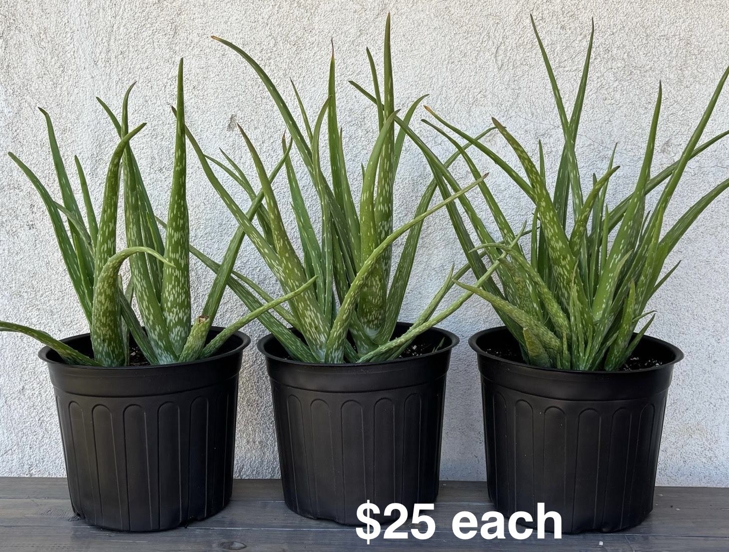 Aloe Vera