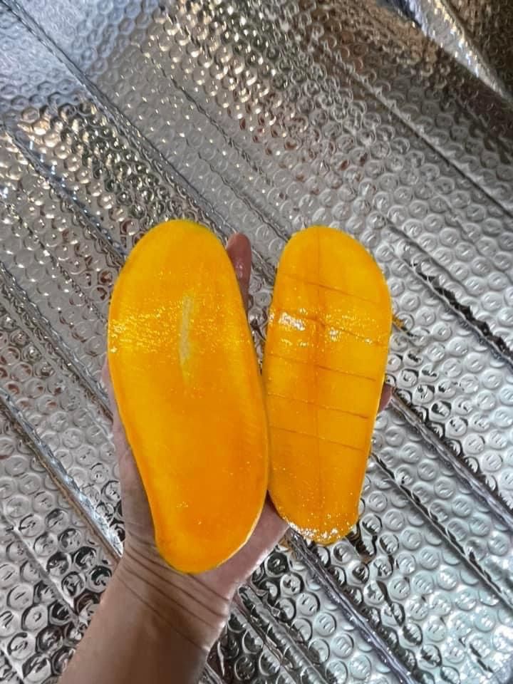 Mango Tree Grafted