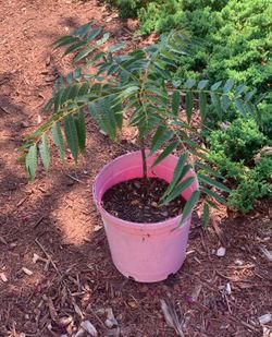 Chinese Toona Tree 紅油香椿樹