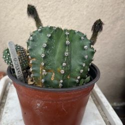 Cactu 