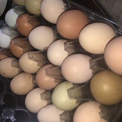 Chicken. Duck And Turkey Eggs