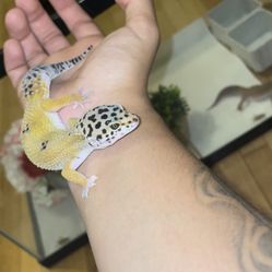 Pet Supplies