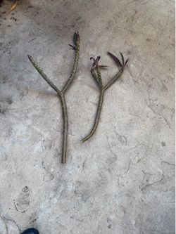 Cutting plumeria red