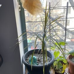 Dracaena 