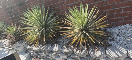 FREE plants