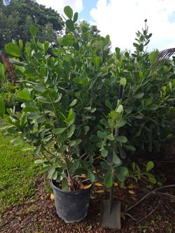 huge clusias over 6 feet tall  Instant  privacy Hedge for fence