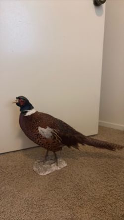 Taxidermy pheasant