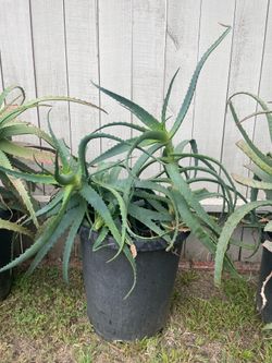 Aloe Plant
