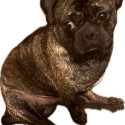 Mix Pug Name Champ He Has A Cage Already Just Have No Crate In It He Is Friendly Doesn't Bite 