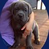 Canecorso