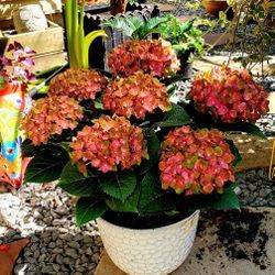 Memorial Day Plant Sale  Mon20th-Mon27th 
Hours 10:39am-10:30pm
3707 Elm Grove Rowlett Tx 75089 Se habla Espanol 