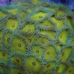Fake Captain Jerk Zoas