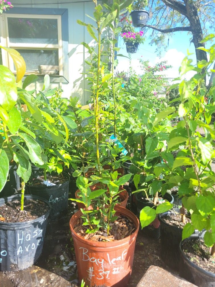 Bay Leaf 🍃