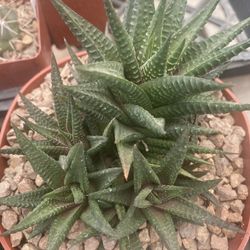 Haworthia (Zebra Cactus / Pearl and Star Window Plant)