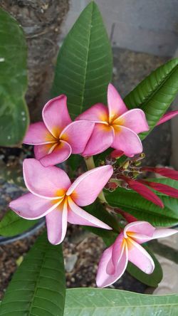 Plumeria