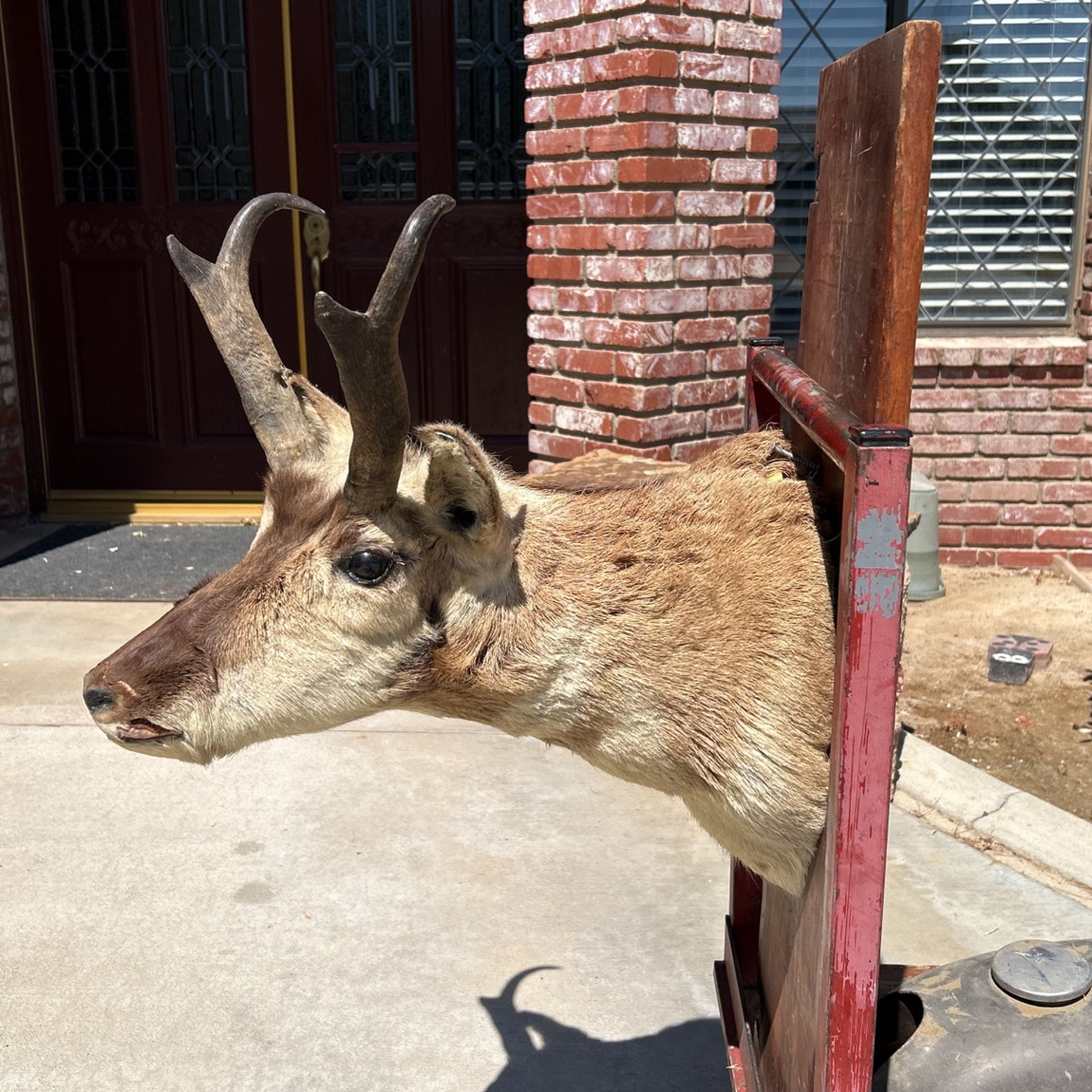 Pronghorn Antelope Shoulder Mount, Deer Horns, Elk, Moose