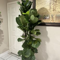 Fiddle Leaf Fig 2 Plants In The Pot 6.5ft