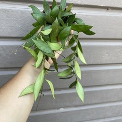 4” hoya memoria 