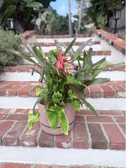 Beautiful plants with pink planter