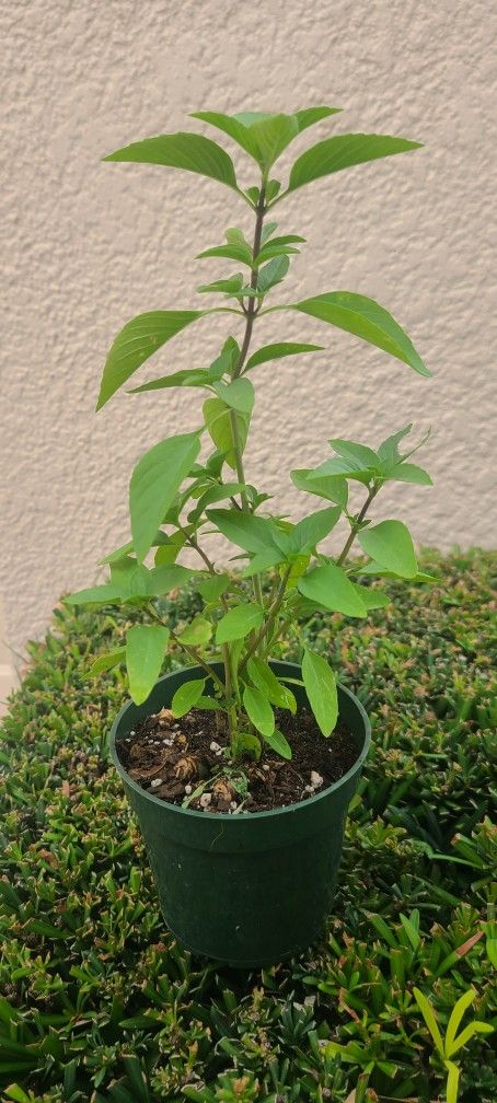Basil