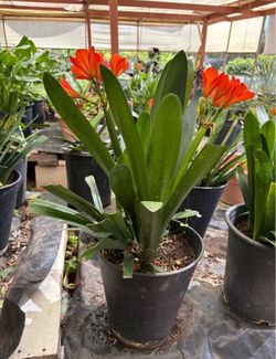 Clivia