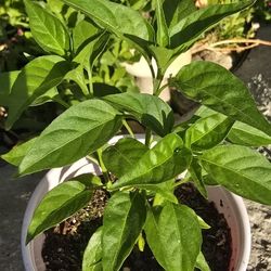 Chiltepin Pepper Plants
