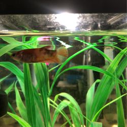 Selling Tank And Fish