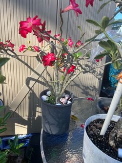 red beautiful desert rose with a pod