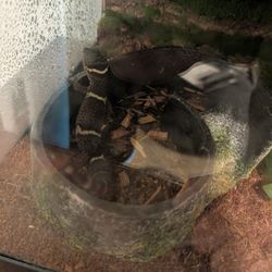 Chinese Cave Gecko (Toy) And Setup