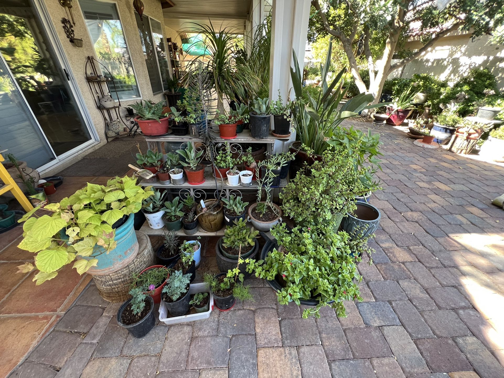 House Plants / cactus / succulents For Sale Near Tropicana And Jones **READ DESCRIPTION** Prices Start At $5 Over 200 plants. Message me when you