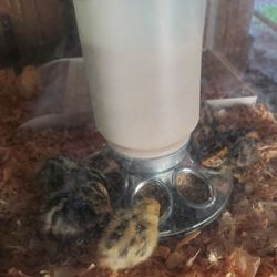 Quail Eggs 