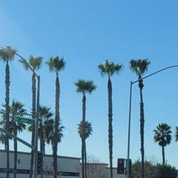 ~Trees~ Palms~