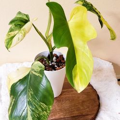 Philodendron Bipennifolium Variegated In Tall White Pot
