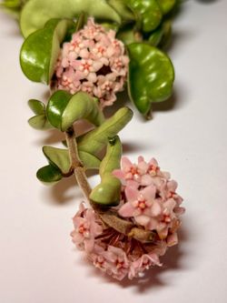 Blooming Hoya Hindu Rope – Large 6” Wax Plant 🌸🌿