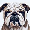 Bulldog Sales