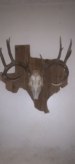 13 Point 140”+ Trophy Whitetail European Mount  Texas-shaped reclaimed wood plaque