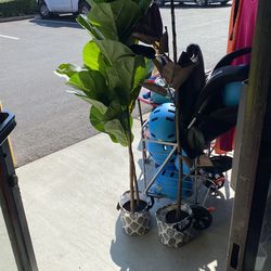 Plants For Decoration’s For Sale