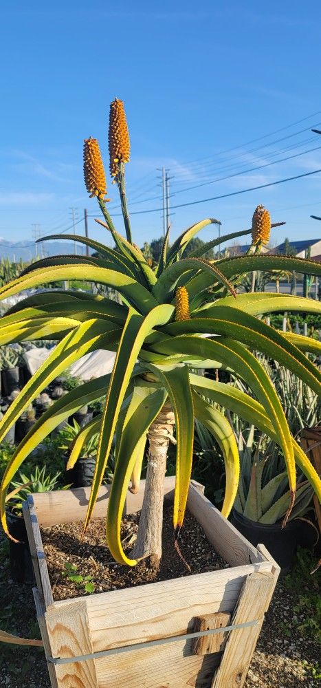 African Aloe Tree 