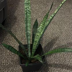 Snake Plant Real 