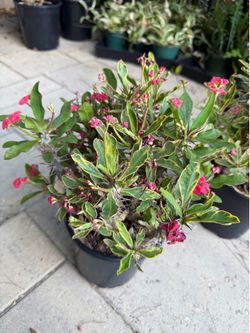 Variegated crown of thorn