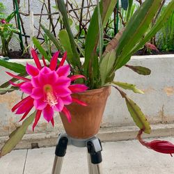 Epiphyllum | Pink | In Clay Pot