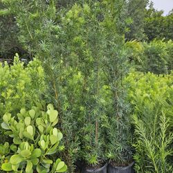 Podocarpus Tall Full Green  Fertilized  Ready For Planting Instant Privacy Hedge  Same Day Transportation 