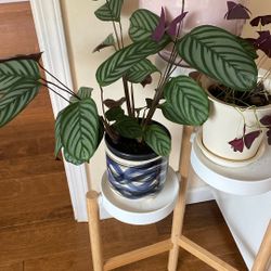 Plant And Pot