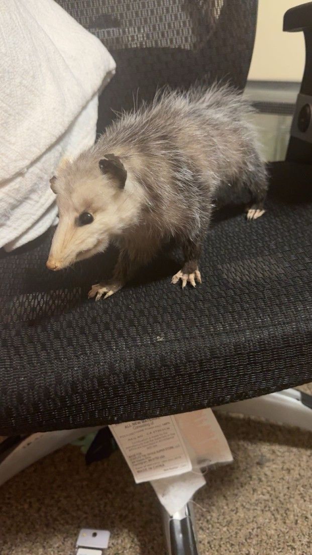 TAXIDERMY possum